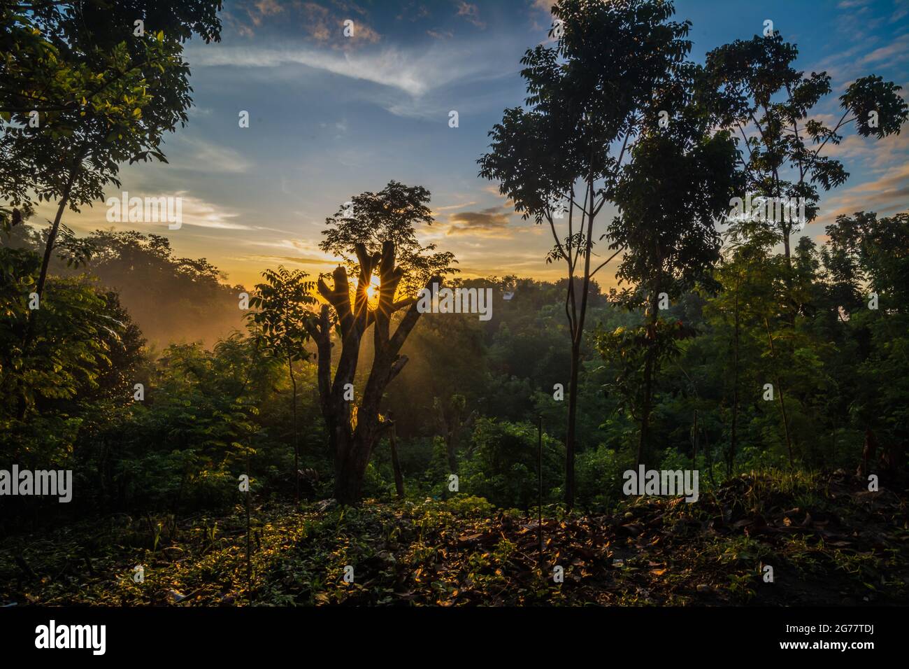 Sunrise in the woods Stock Photo - Alamy