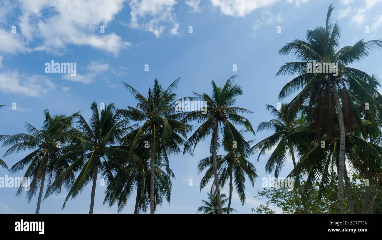 Philippines coconut tree hi-res stock photography and images - Alamy