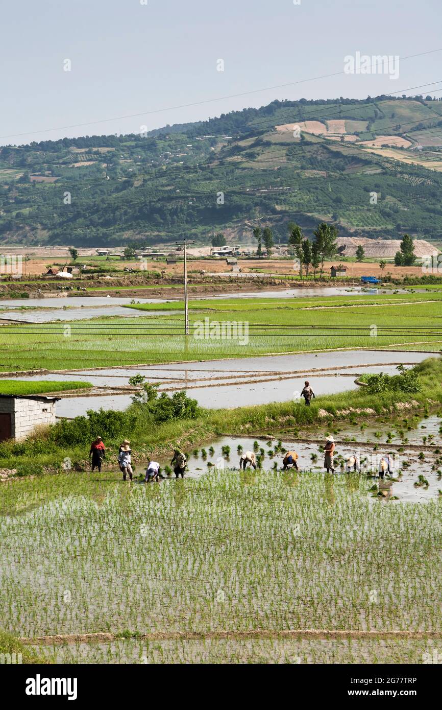 Vast terraced rice field at hillside, suburb of Sari, Mazandaran Province, Iran, Persia, Western Asia, Asia Stock Photo