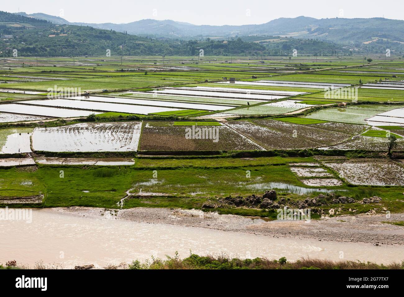 Persian Rice Field Vast terraced rice field at hillside, suburb of Sari, Mazandaran ...