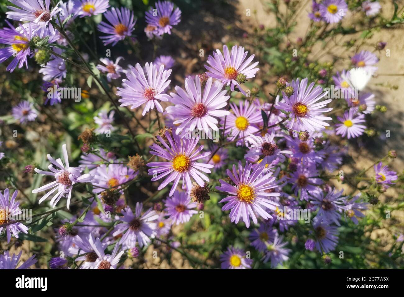 Closeup of purple wood asters, commonly known as the eurybia divaricata, in a hot summer field Stock Photo