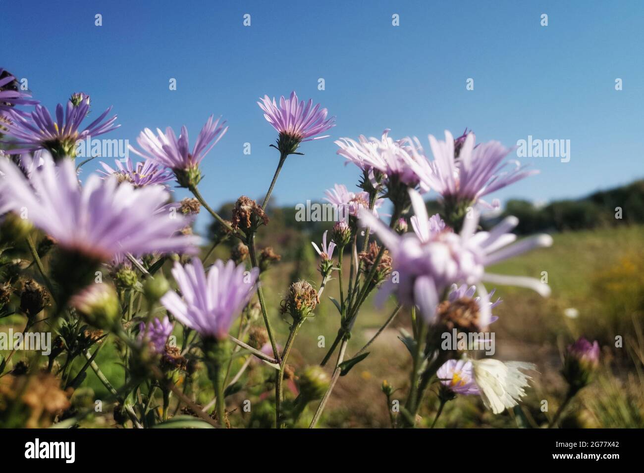 Closeup of a selection of purple wood asters under a clear blue sky in a sunny field Stock Photo