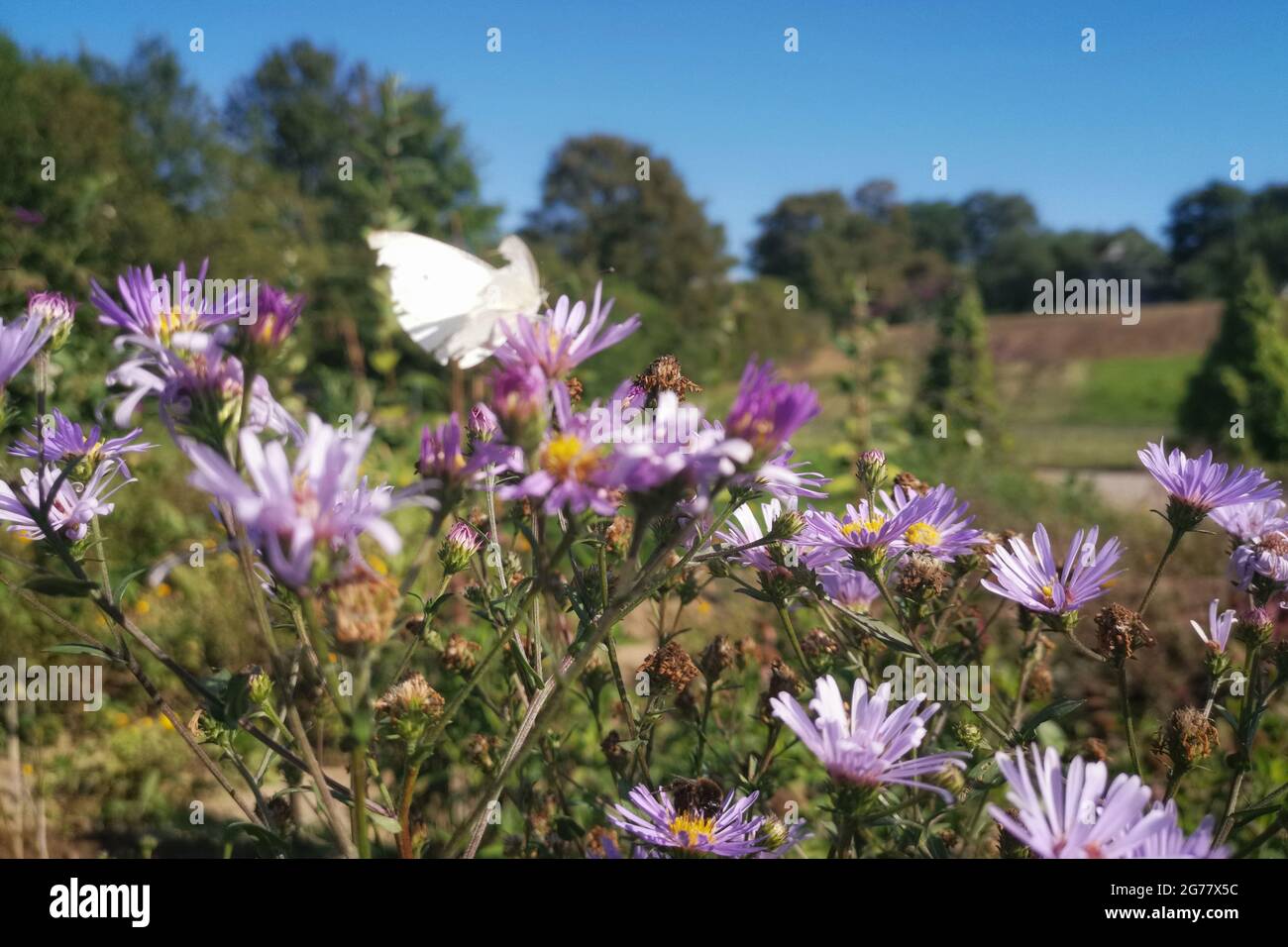 Closeup of a group of vibrant purple wood asters in a lush green field with a white butterfly Stock Photo