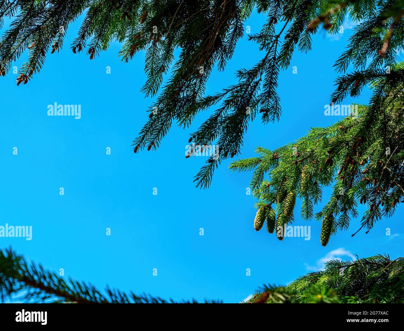 Spruce tree branch with green cones against the blue sky. Stock Photo
