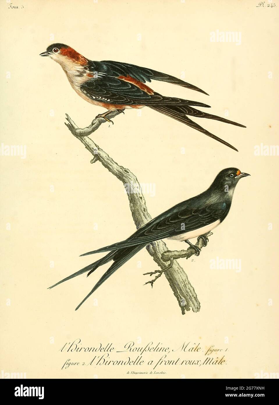 Hirondelle rousseline Cecropis daurica - Red-rumped Swallow and  Hirondelle à ventre roux Cecropis semirufa - Red-breasted Swallow from the Book Histoire naturelle des oiseaux d'Afrique [Natural History of birds of Africa] Volume 5, by Le Vaillant, Francois, 1753-1824; Publish in Paris by Chez J.J. Fuchs, libraire 1799 Stock Photo