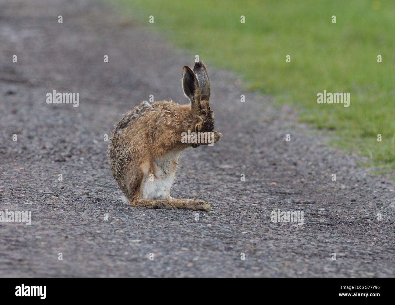 Brown Hare Stock Photo