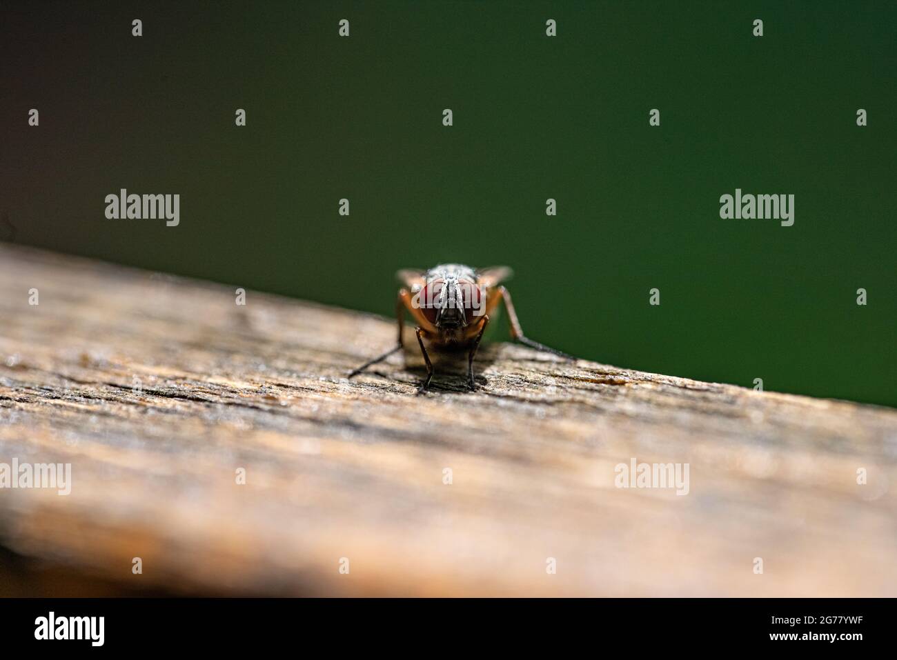 Fly is watching you Stock Photo