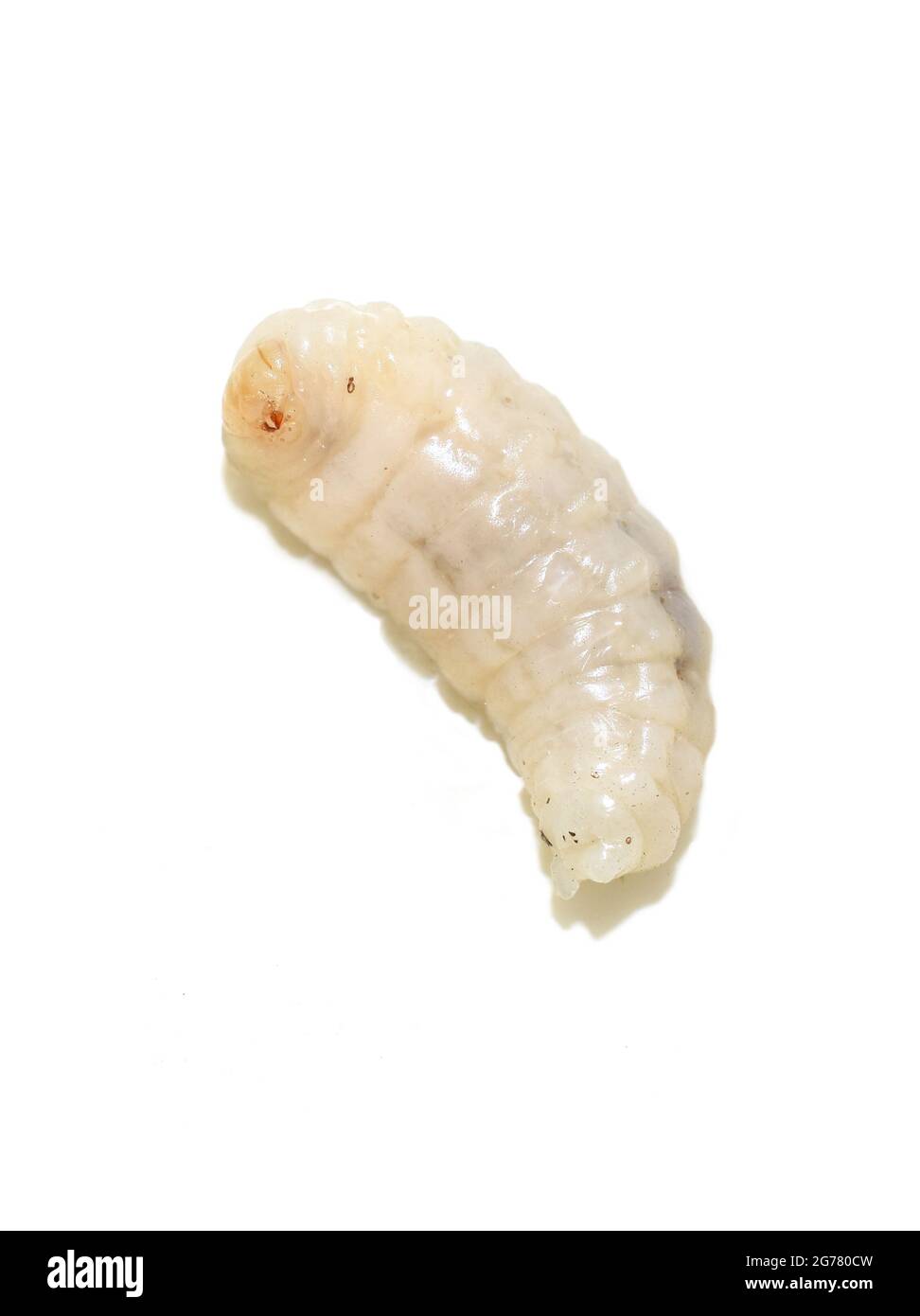 Larva of the stinging wasp Vespula germanica isolated on white background Stock Photo