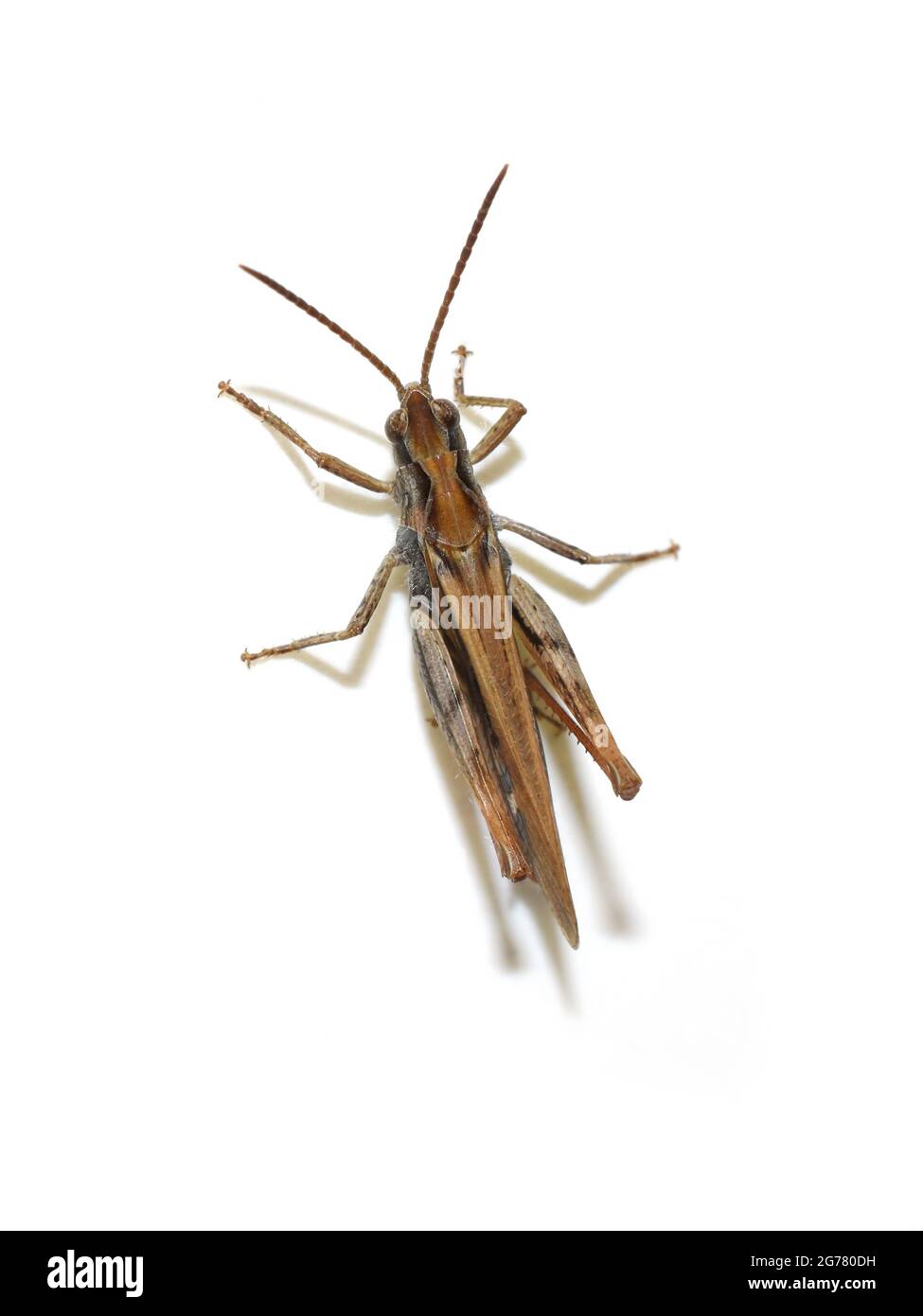 The Common field grasshopper Chorthippus brunneus isolated on white background Stock Photo