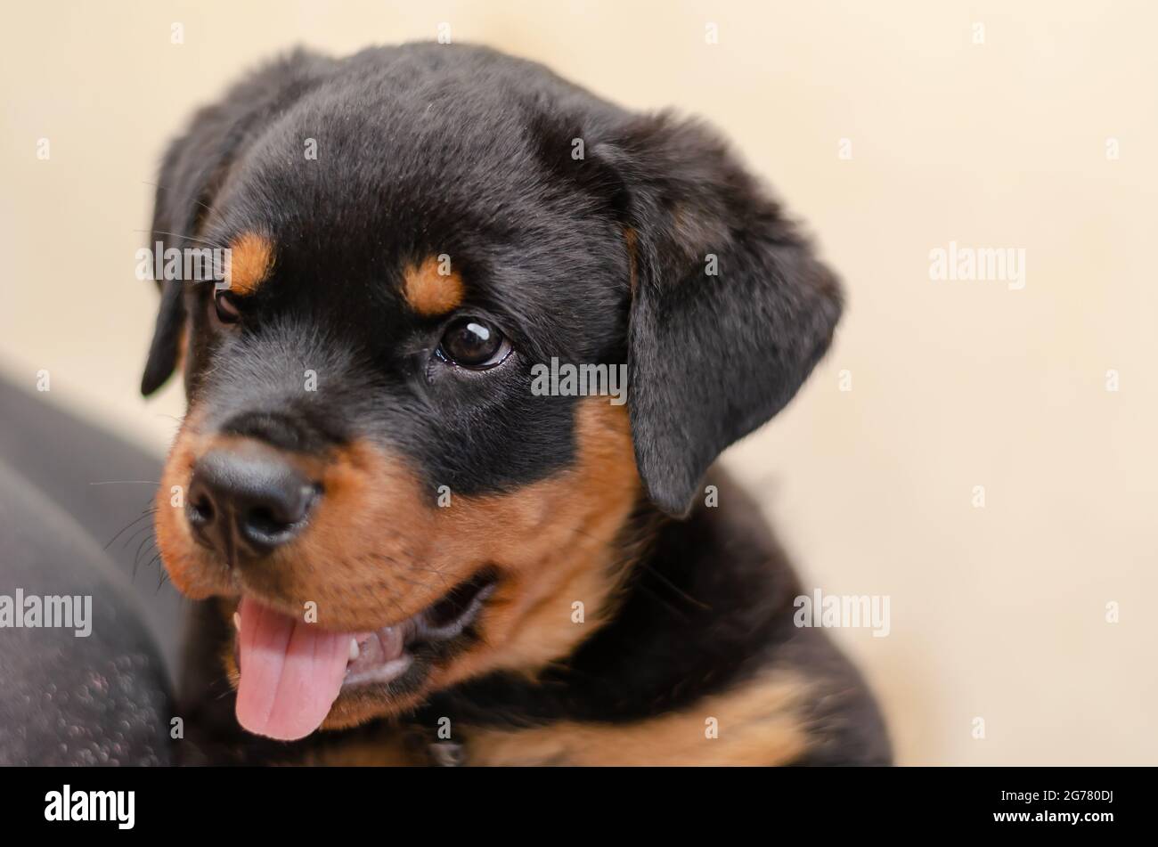 When Is National Rottweiler Day