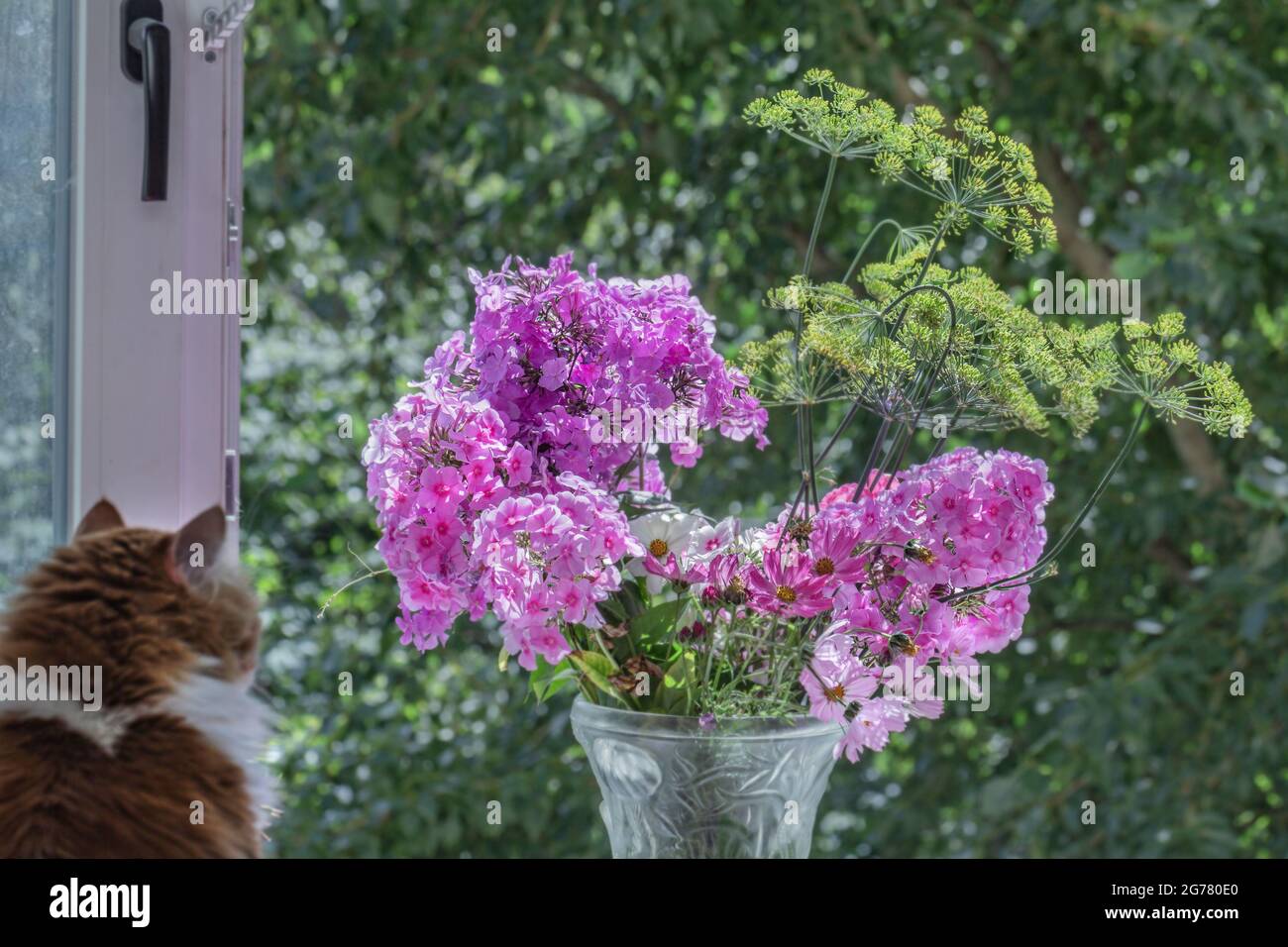 Bouquet of pink phlox and silhouette of cat on sunny morning Stock Photo