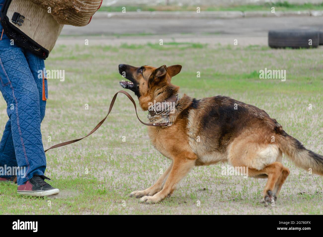 german shepherd clothing