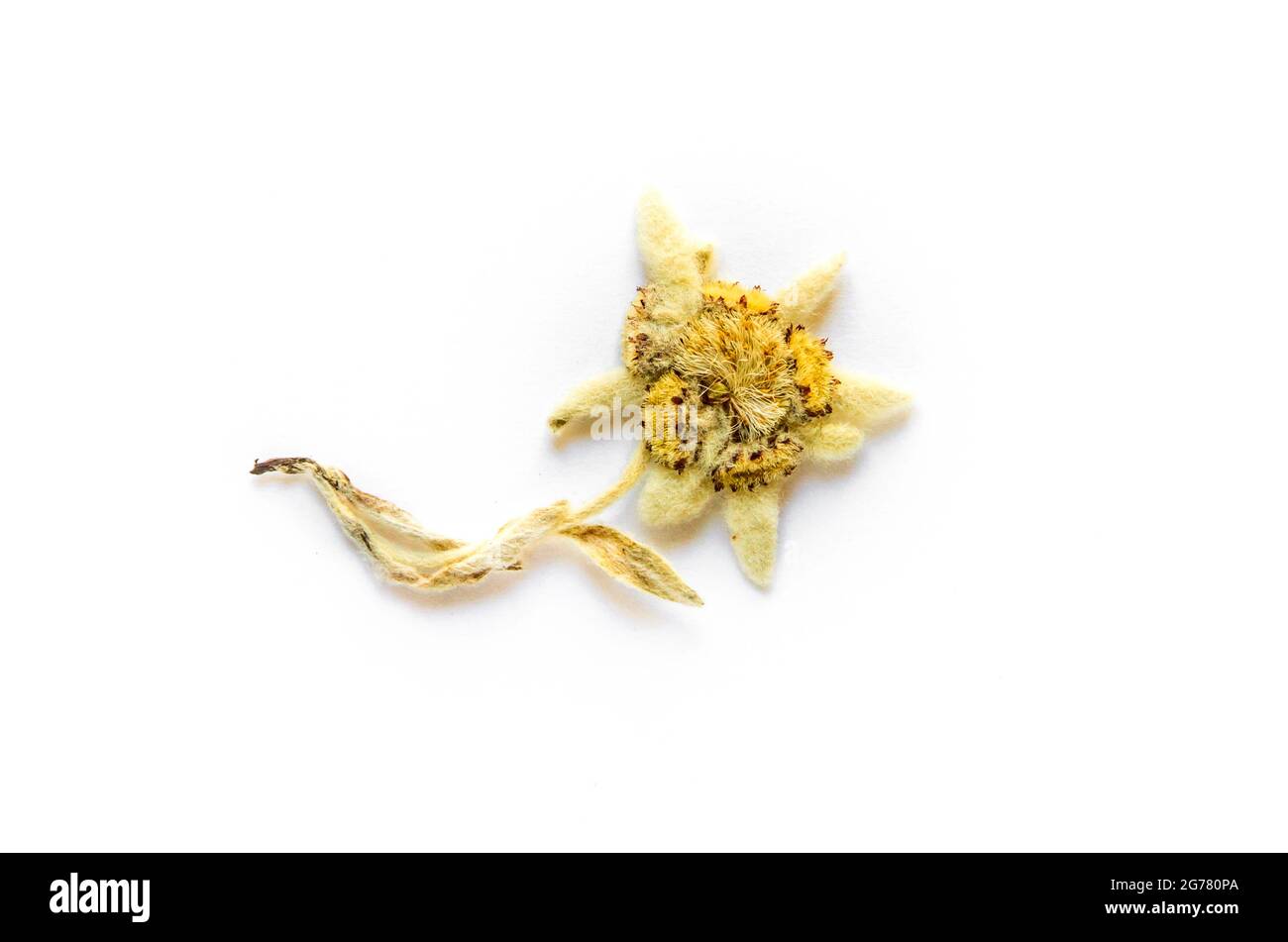 Dried Edelweiss flower isolated on white background. Stock Photo