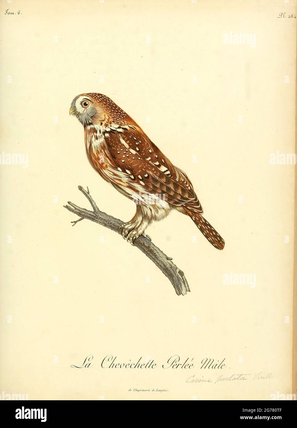 Chevêchette perlée, Glaucidium perlatum - Pearl-spotted Owlet This small owl inhabits open woodland and scrubland in sub-Saharan Africa. It reaches a length of less than 20 centimetres and so is often termed an owlet. from the Book Histoire naturelle des oiseaux d'Afrique [Natural History of birds of Africa] Volume 6, by Le Vaillant, Francois, 1753-1824; Publish in Paris by Chez J.J. Fuchs, libraire 1808 Stock Photo