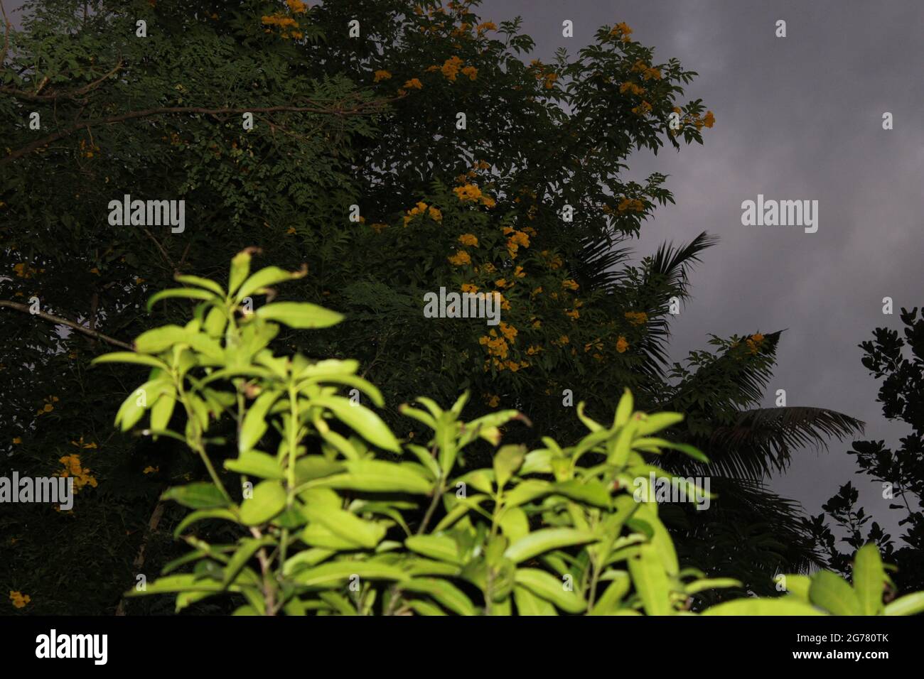 Mango tree in background Stock Photo