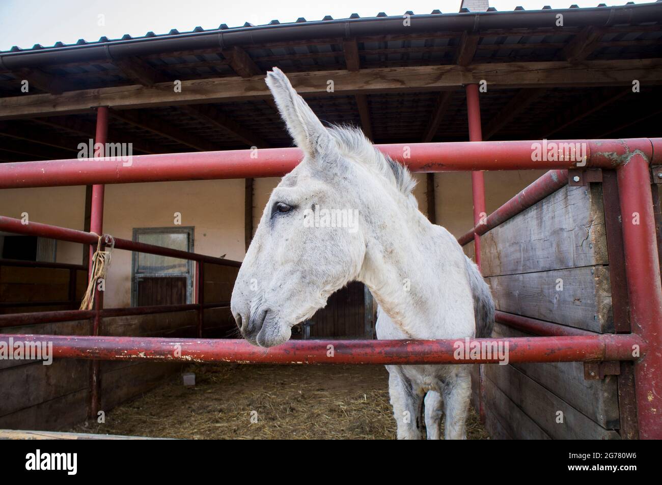 The Donkey, breed Andalusian Donkey, Equus africanus f. asinus 'Andalusian Donkey' in the Economic Court of Bohuslavice, Czech Republic, on June 21, 2 Stock Photo