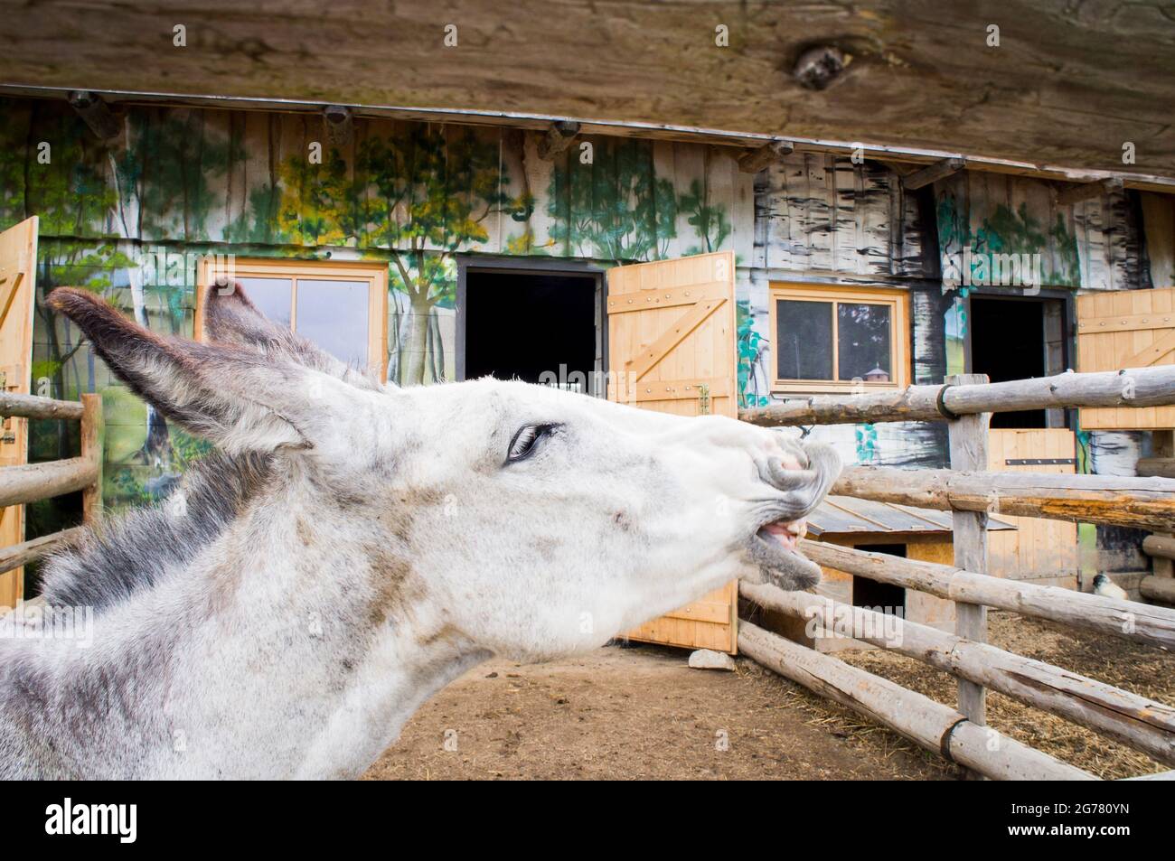 The Donkey, breed Andalusian Donkey, Equus africanus f. asinus 'Andalusian Donkey' in the Telc Ranch, Czech Republic, on June 22, 2021.  (CTK Photo/Li Stock Photo