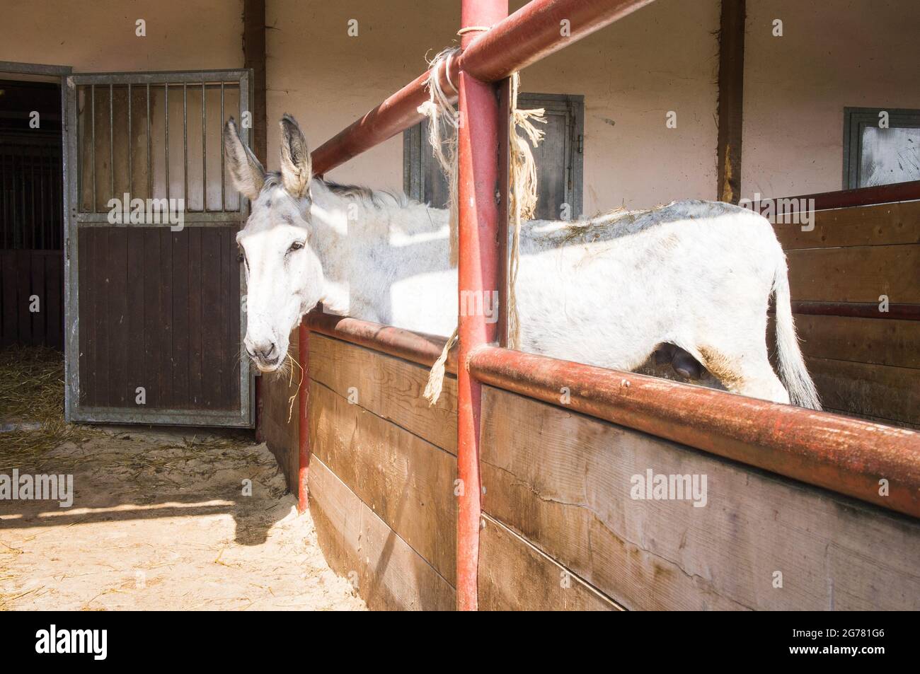 The Donkey, breed Andalusian Donkey, Equus africanus f. asinus "Andalusian Donkey" in the Economic Court of Bohuslavice, Czech Republic, on June 24, 2 Stock Photo