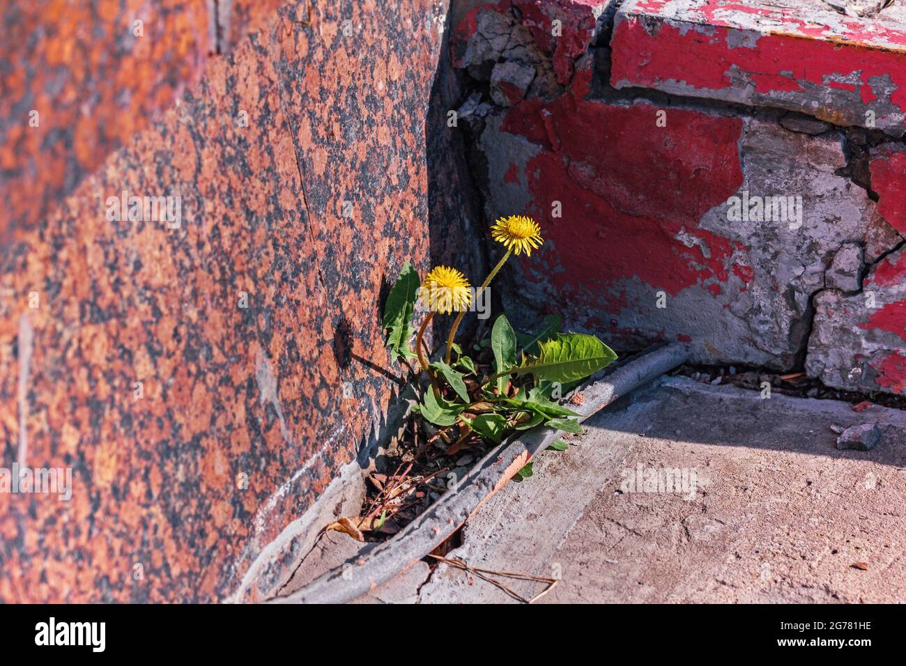 Two real pretty yellow dandelions in city at sunny day Stock Photo