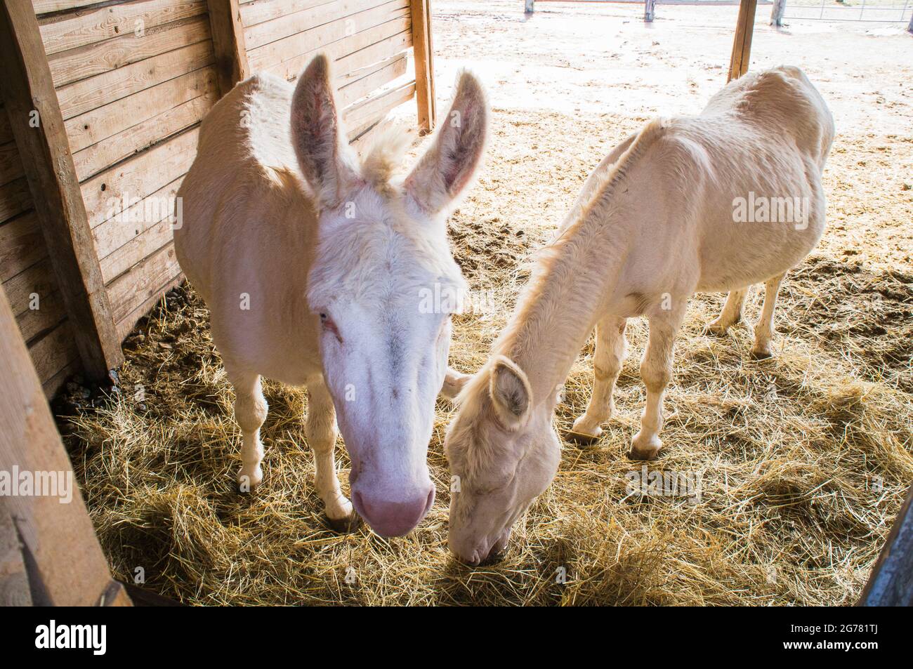 The Donkey, breed Asinara Donkey, Equus africanus f. asinus 'Asinara donkey' in the Economic Court of Bohuslavice, Czech Republic, on June 24, 2021. Stock Photo