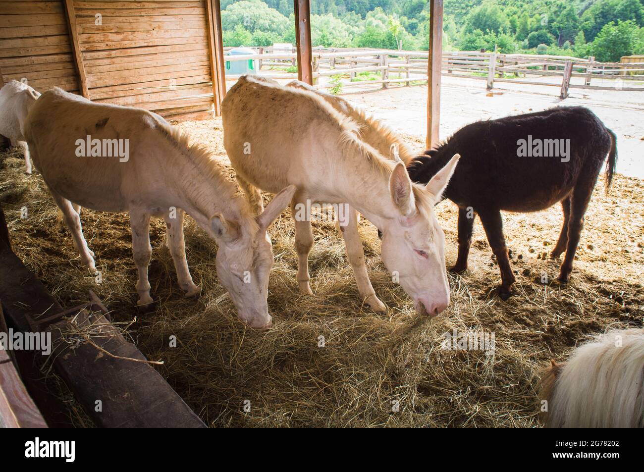 The Donkey, breed Asinara Donkey, Equus africanus f. asinus 'Asinara donkey' in the Economic Court of Bohuslavice, Czech Republic, on June 25, 2021. Stock Photo