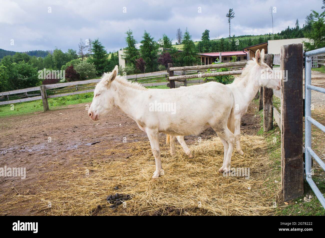 The Donkey, breed Asinara Donkey, Equus africanus f. asinus 'Asinara donkey' in the Economic Court of Bohuslavice, Czech Republic, on June 25, 2021. Stock Photo