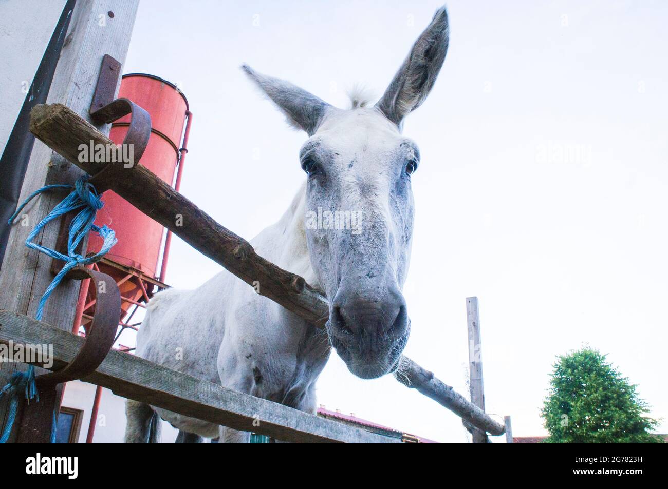 The Donkey, breed Andalusian Donkey, Equus africanus f. asinus 'Andalusian Donkey' in the Economic Court of Bohuslavice, Czech Republic, on June 25, 2 Stock Photo