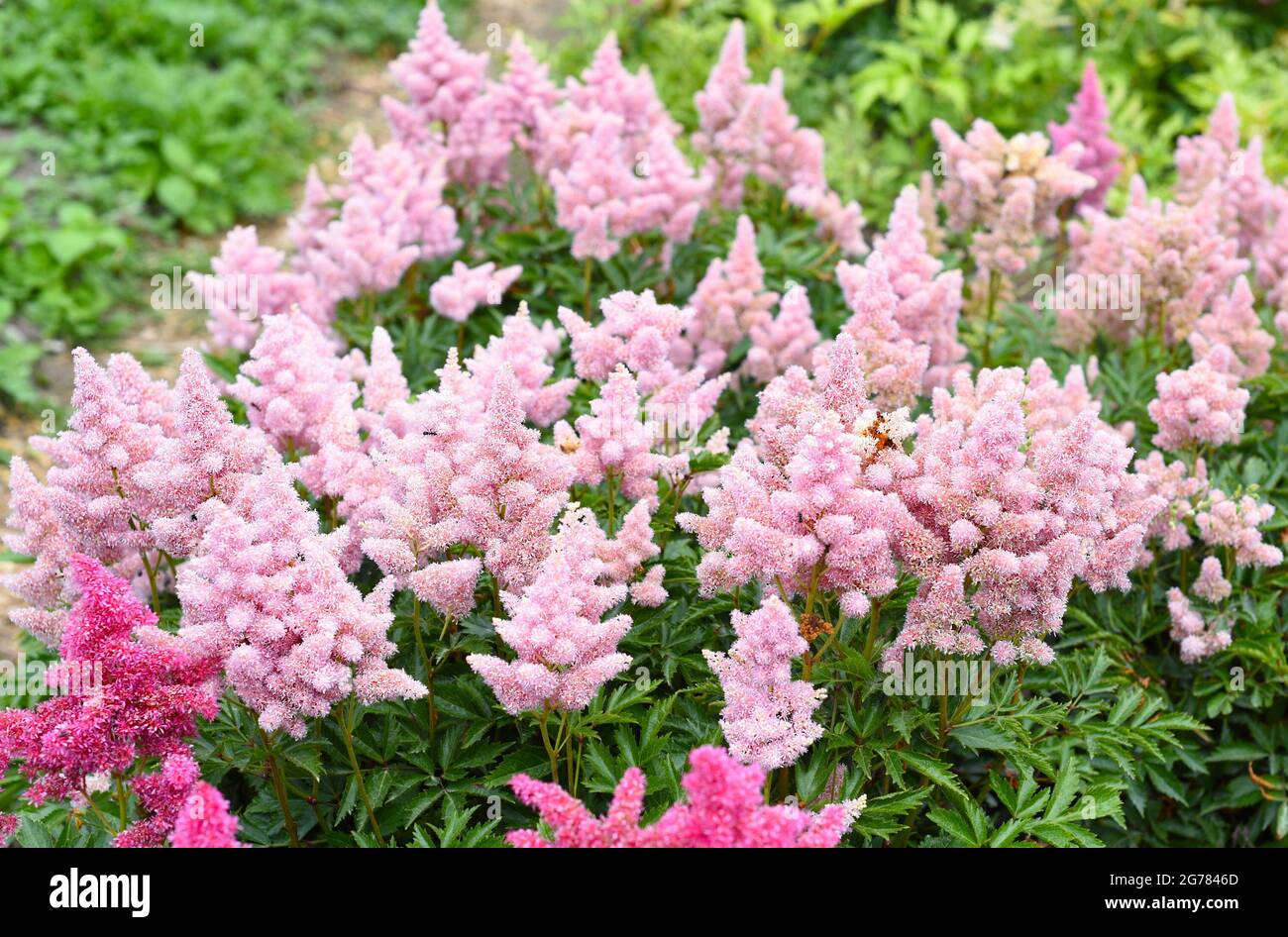 Lilac Astilbe flowers (false goat's beard). Queen ALexandra variety, hybrid. Russian Far East. Stock Photo
