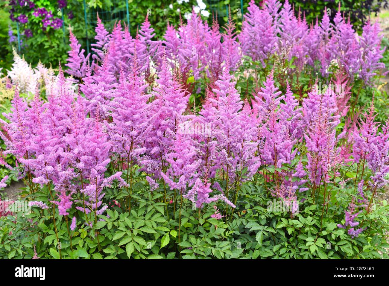 Lilac Astilbe arendsii Heart and Soul. Russian Far East. Stock Photo