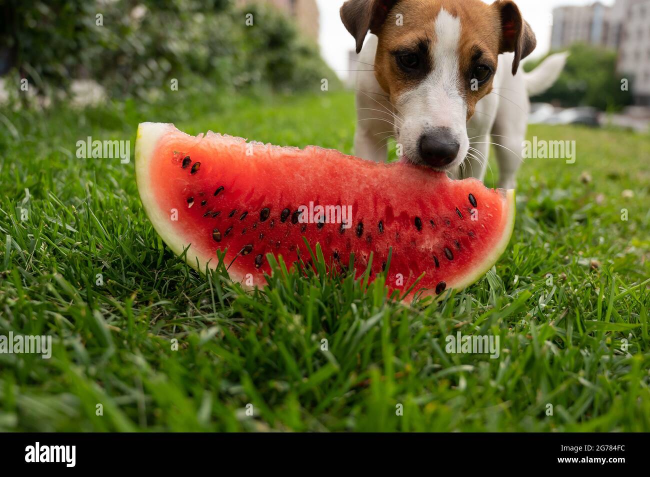 Is Watermelon Good For A Dog