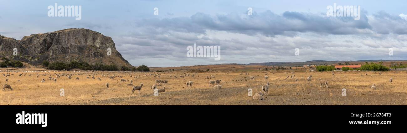 Flock of sheep on pasture north of Punta Arenas, Patagonia, Chile Stock Photo