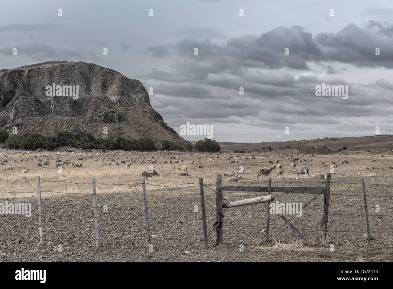 Flock of sheep on pasture north of Punta Arenas, Patagonia, Chile Stock Photo