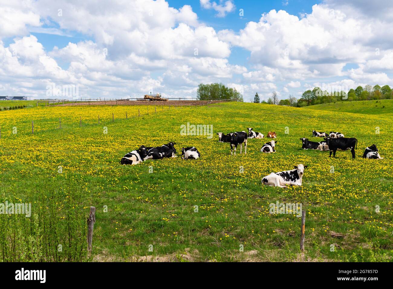 Black and white cows in a green grassy field on a bright and sunny day ...