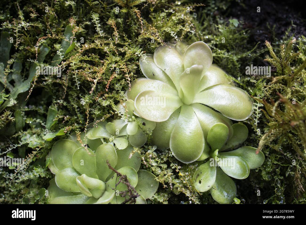 pinguicula gigantea x moctezumae is a tropical species of carnivorous plant in the family Lentibulariaceae. Flypaper traps. Stock Photo