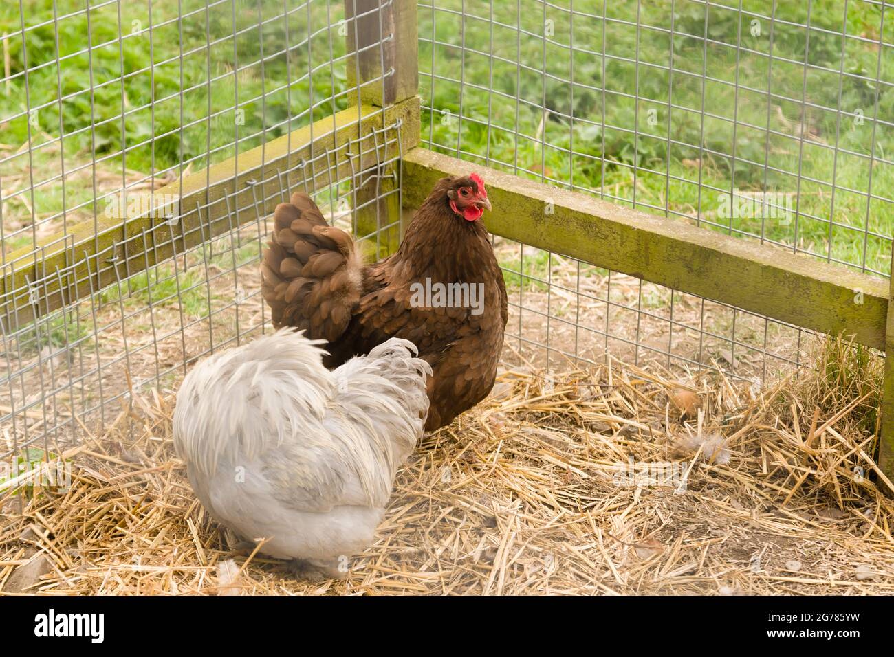Chickens at Ty Mawr Country Park in Cefn Mawr Wrexham North Wales Stock Photo