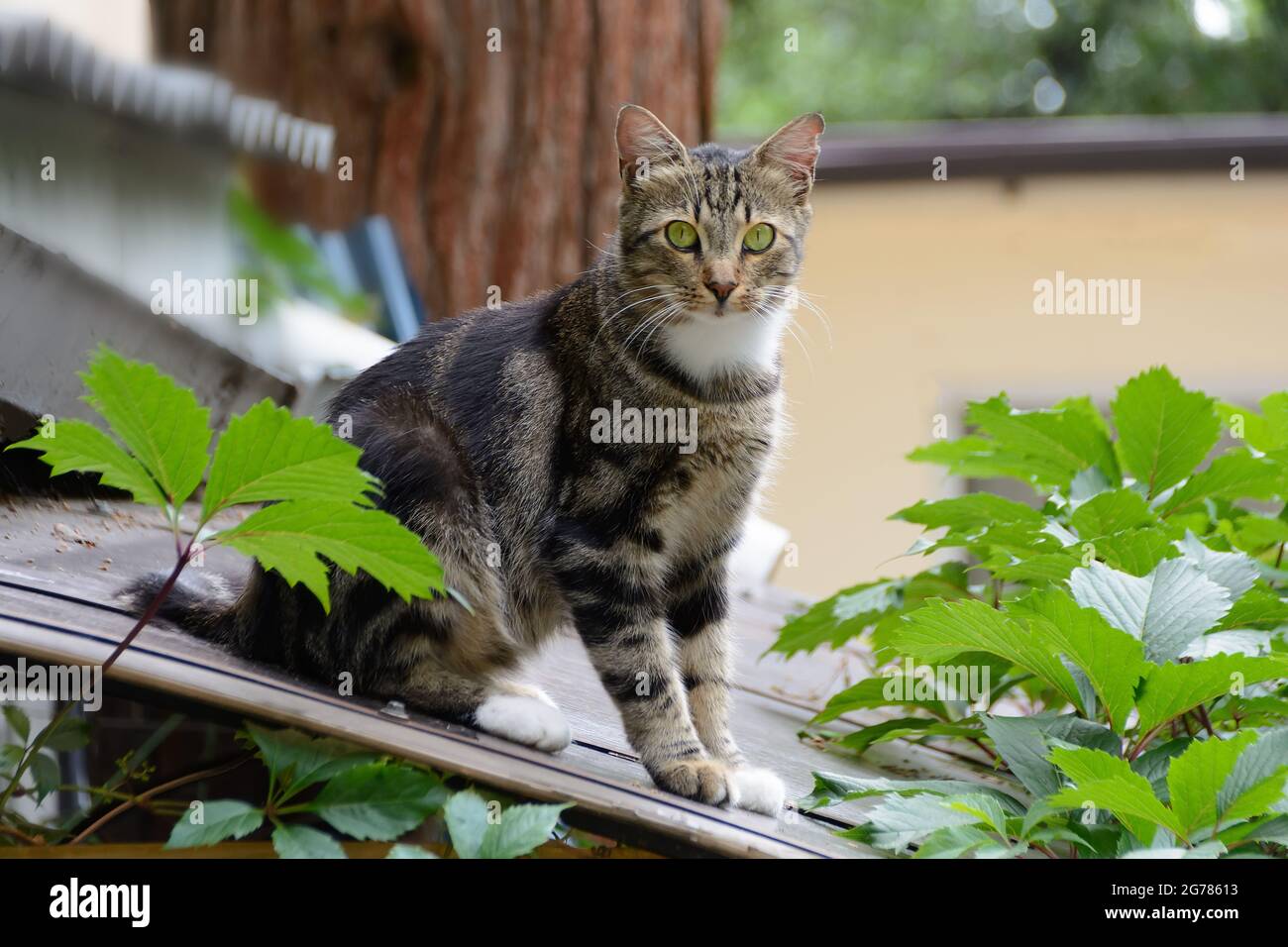 A cat sits on the roof among the leaves Stock Photo