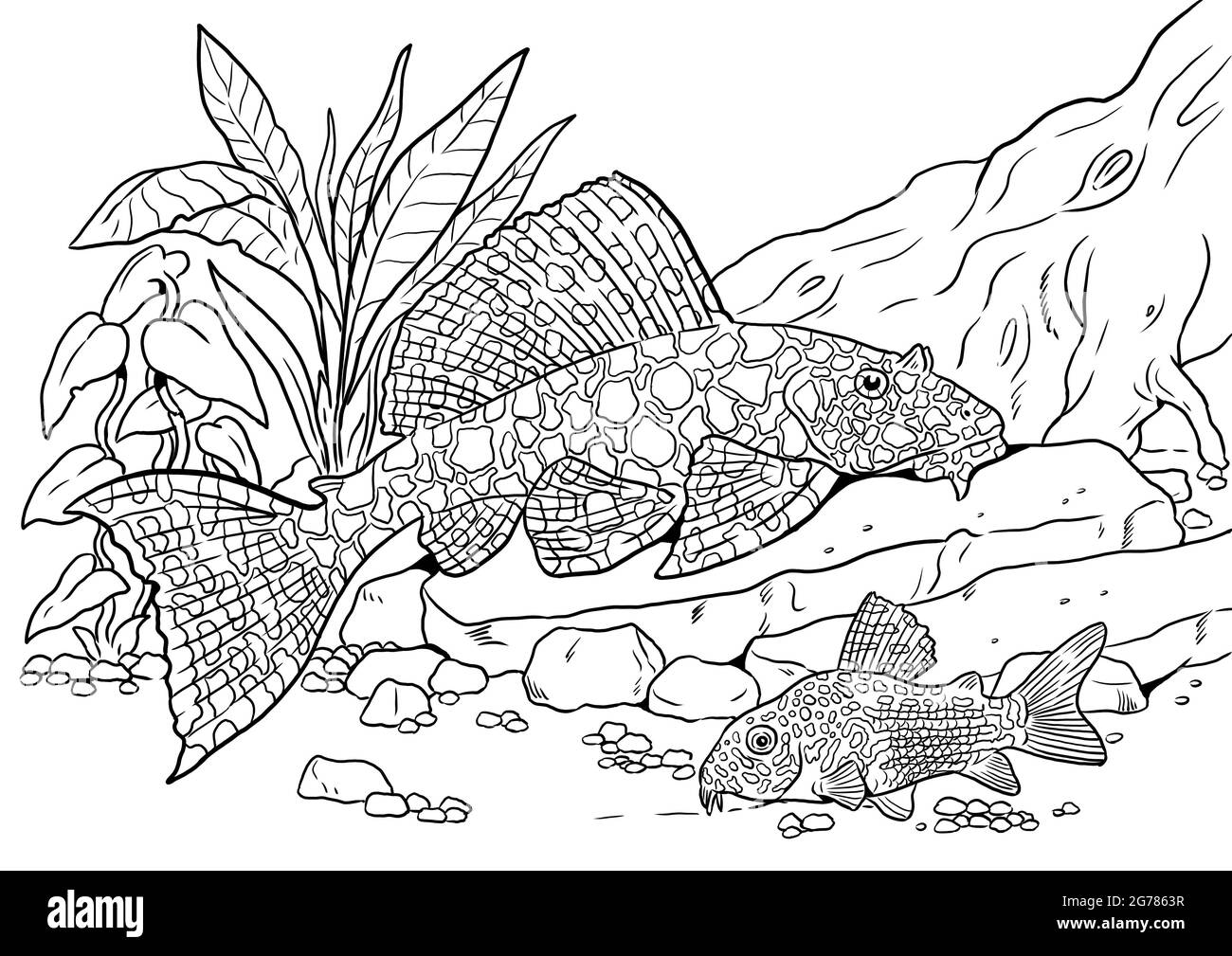 Aquarium with  ancistrus and catfish for coloring. Colorful fish templates. Coloring book for children and adults. Stock Photo
