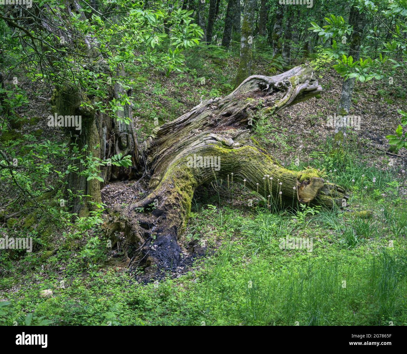 Huge chestnut tree struck down by lightning lies in a forest clearing in Os Grobos Becerrea Galicia Stock Photo