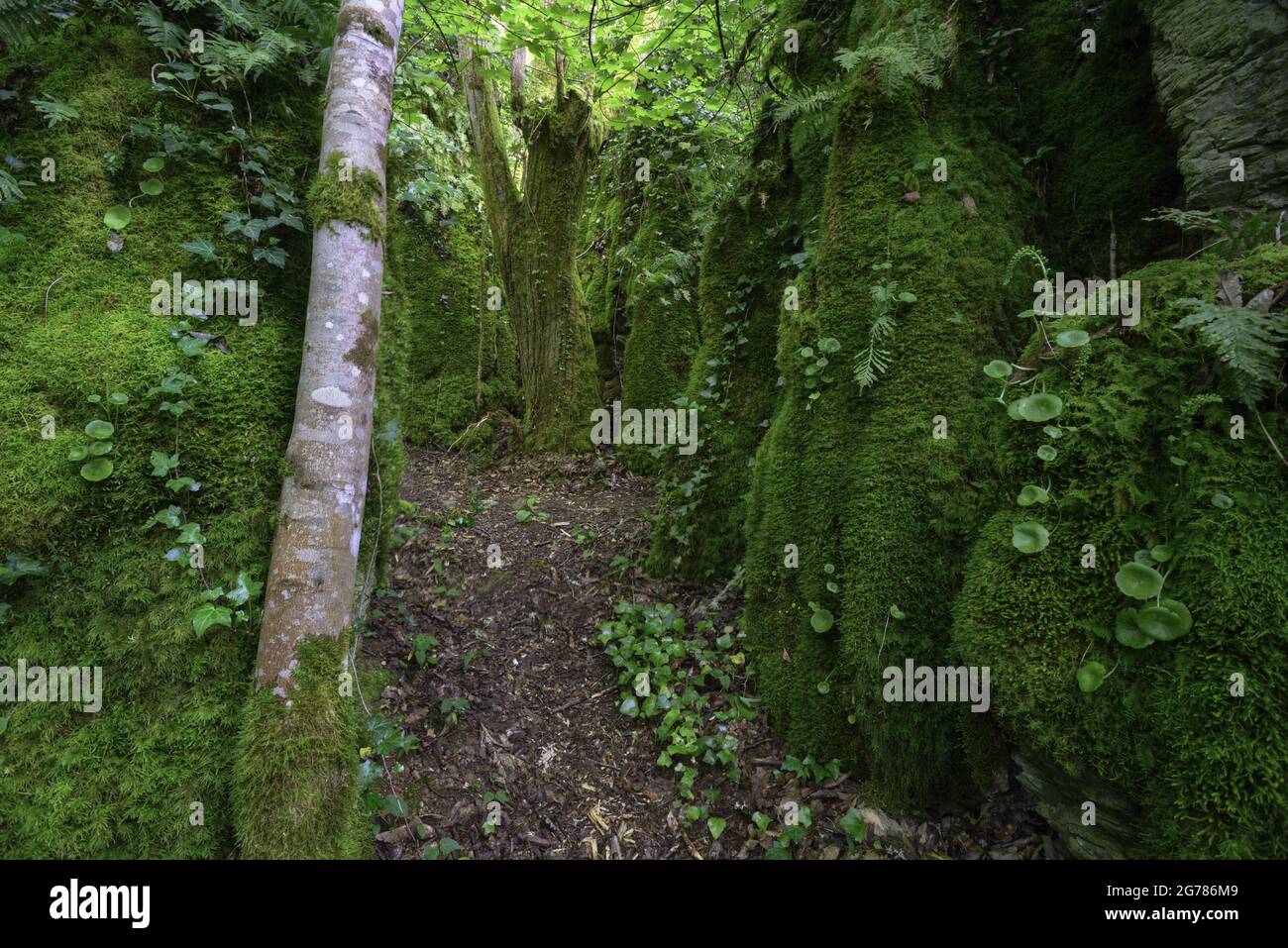 Limestone rock corridor covered with moss and ferns with an old oak tree in the background in Os Grobos Becerrea Galicia Stock Photo