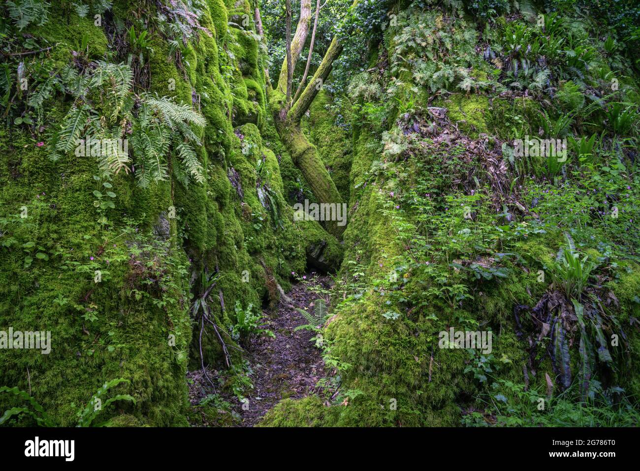 Old twisted trees hidden among mossy limestone cliffs in Os Grobos Becerrea Galicia Stock Photo