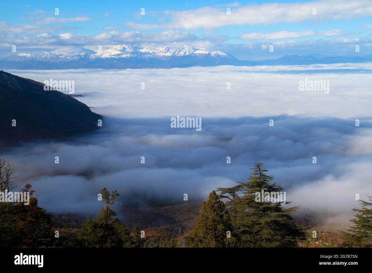 Mountain horizon treetop fog hi-res stock photography and images - Alamy