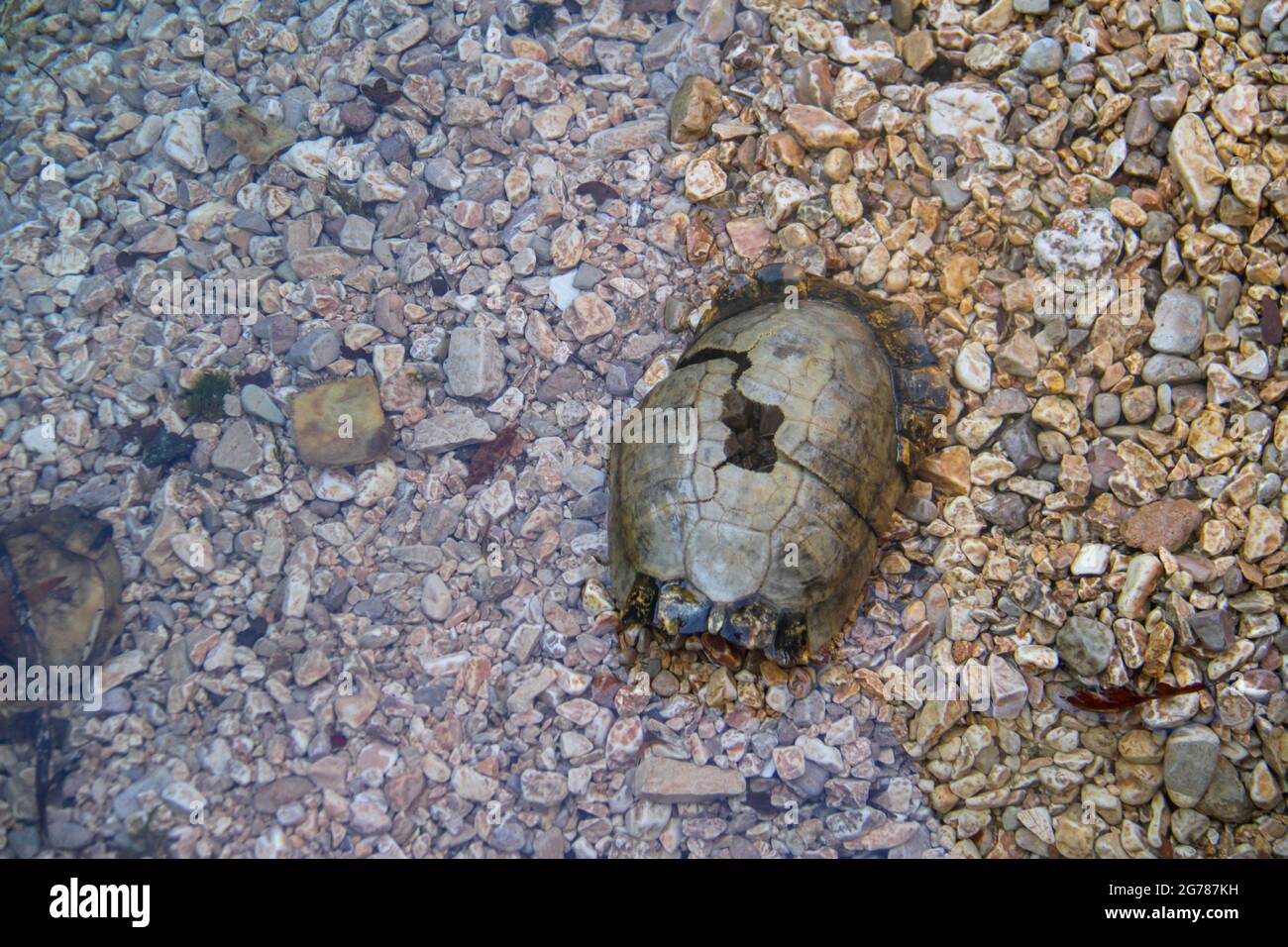 Dead rotten turtle hi-res stock photography and images - Alamy