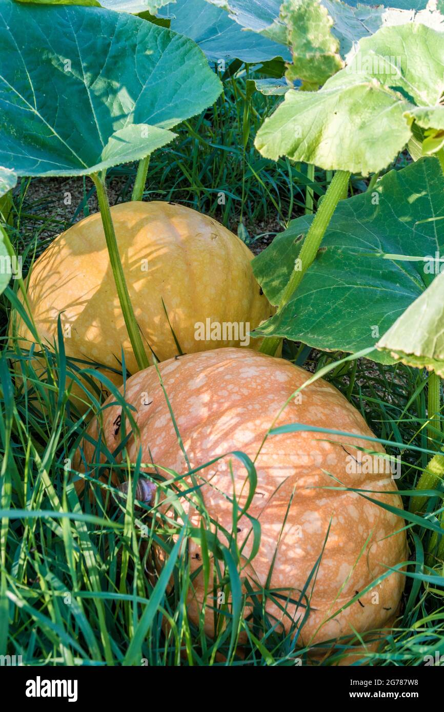 Two ripe pumpkins in the tall grass Stock Photo