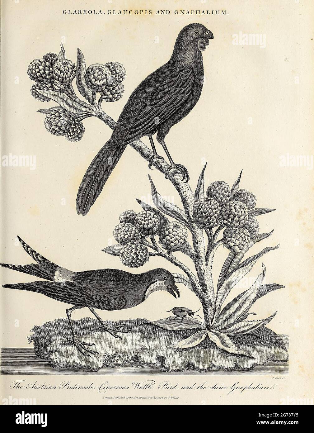 Glareola (Australian pratincole), Galaucopis (Insect) and Gnaphalium (cudweeds). Copperplate engraving From the Encyclopaedia Londinensis or, Universal dictionary of arts, sciences, and literature; Volume VIII;  Edited by Wilkes, John. Published in London in 1810. Stock Photo