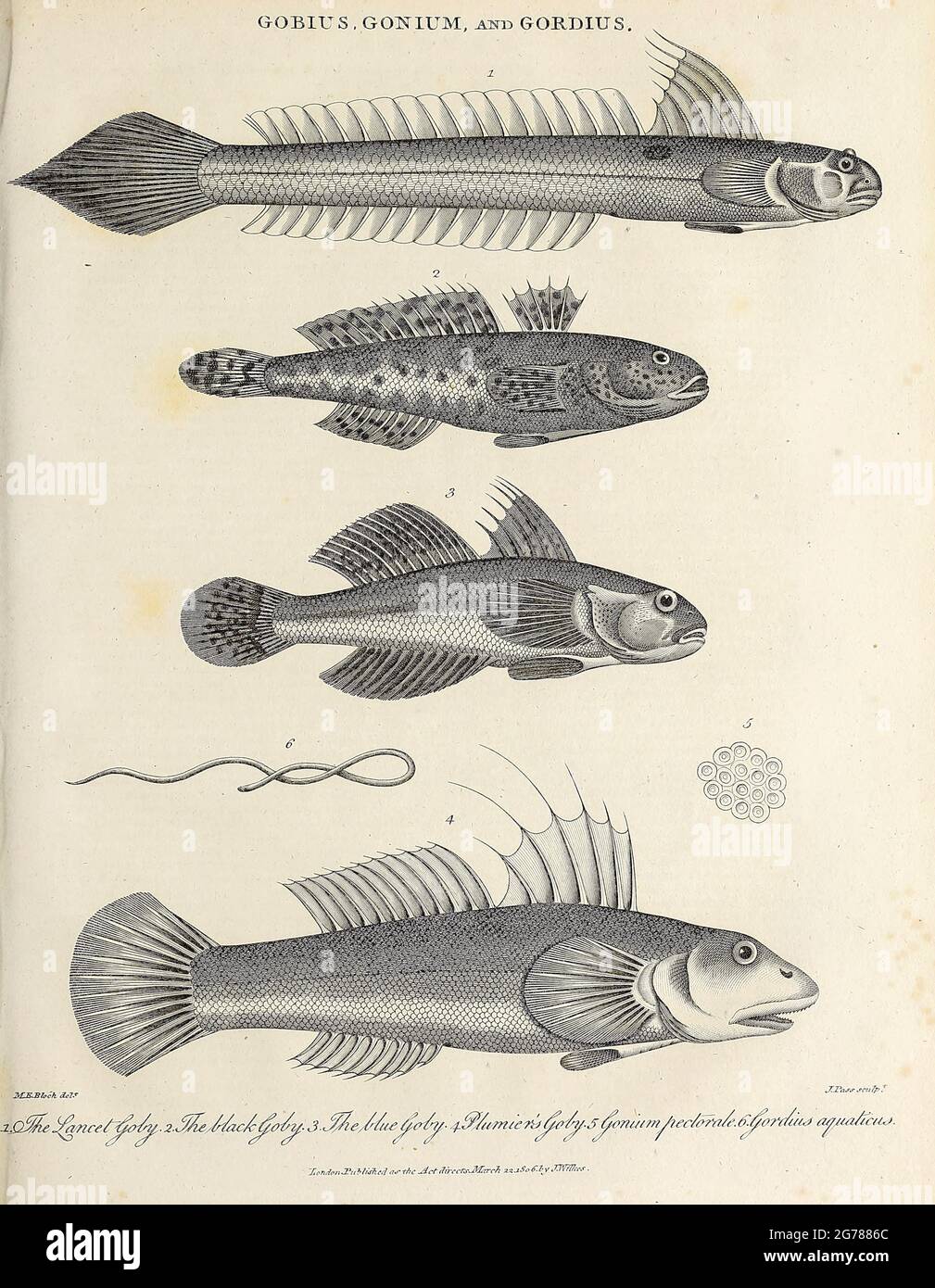 Gobius (Gobies), Gonium (Algae) and Gordius (worms) Copperplate engraving From the Encyclopaedia Londinensis or, Universal dictionary of arts, sciences, and literature; Volume VIII;  Edited by Wilkes, John. Published in London in 1810. Stock Photo