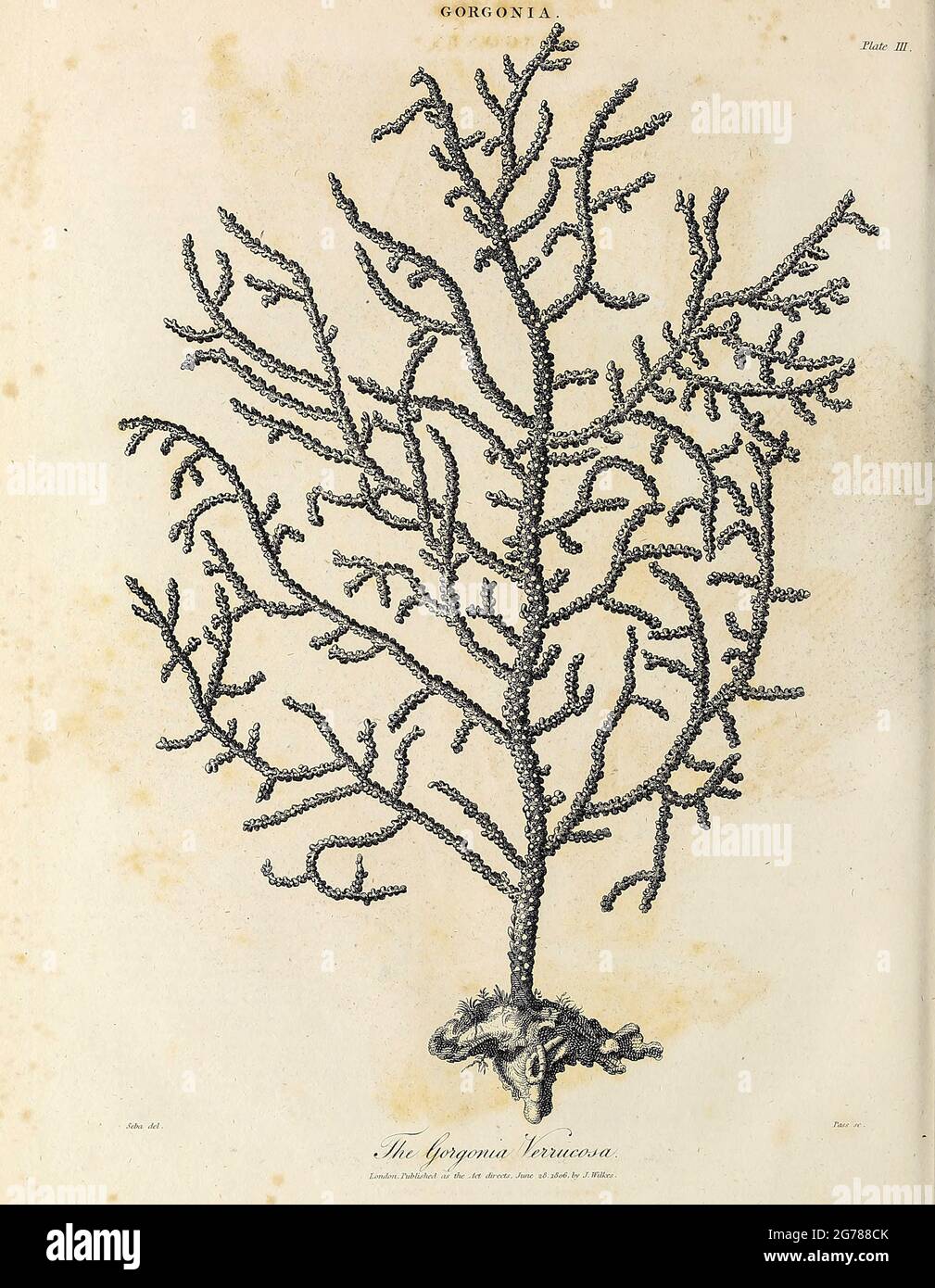 Gorgonia is a genus of soft corals, sea fans in the family Gorgoniidae. Copperplate engraving From the Encyclopaedia Londinensis or, Universal dictionary of arts, sciences, and literature; Volume VIII;  Edited by Wilkes, John. Published in London in 1810. Stock Photo