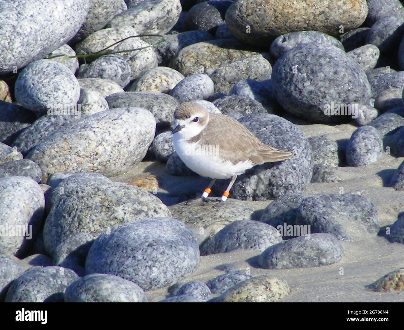 banded snowy plover (Charadrius nivosus) amongst pebbles at Pebble Beach, USA, seperate species from Kentish plover since 2011 Stock Photo