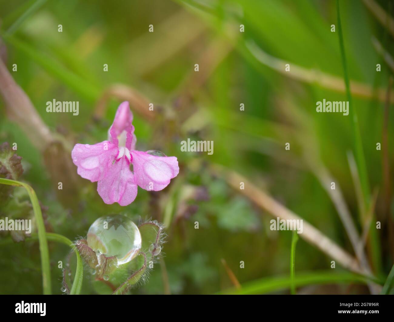 Common or Small Lousewort - Pedicularis sylvatica macro, after rain. Parasitic plant. Stock Photo