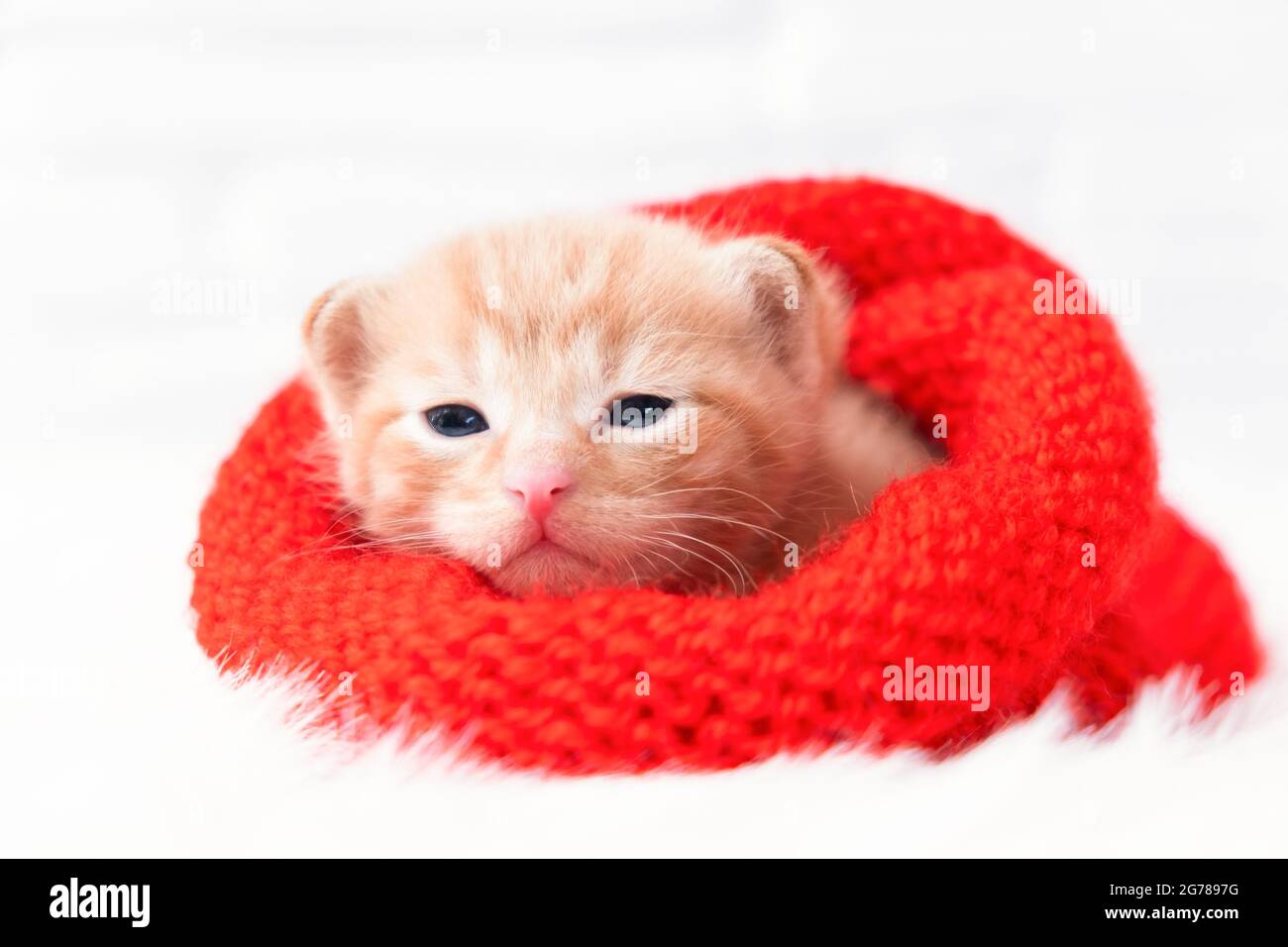 Close-up small Valentines ginger kitten is sweetly basking and looking at the camera in a knitted red hat. Soft and cozy. Christmas, home comfort and Stock Photo