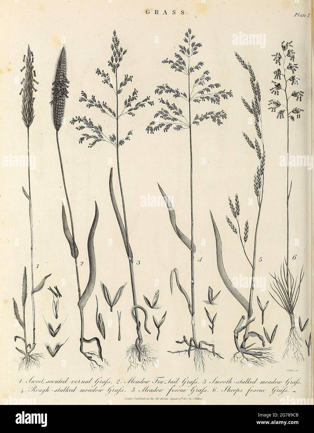 Various types of Grass Copperplate engraving From the Encyclopaedia Londinensis or, Universal dictionary of arts, sciences, and literature; Volume VIII;  Edited by Wilkes, John. Published in London in 1810. Stock Photo